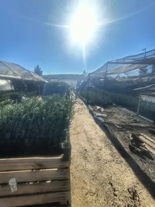 Olivo arberquino.disponible planta de 60 cm