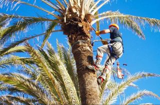 Mantenimiento Jardines y Trabajos Varios