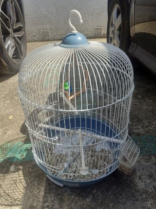 Jaula de pájaros 🐦 ✅ 