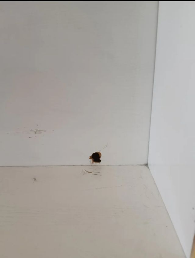 Sinfonier infantil madera años 80