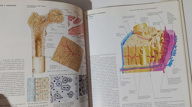 Sistema Musculosqueletico