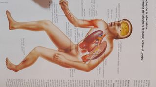 Prevenir y Vivir , Guia Familiar ,no 8