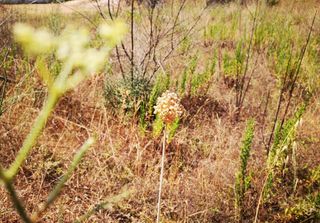 Terreno en venta en Residencial en Cunit