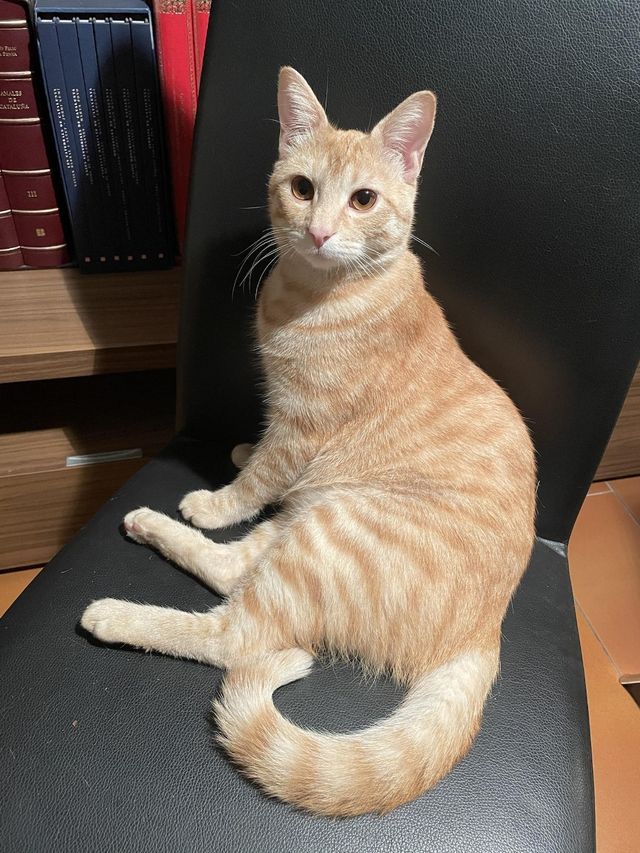 Cuido tu gato a domicilio durante tus vacaciones