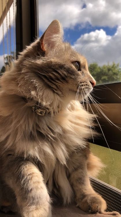 Cuido tu gato a domicilio durante tus vacaciones