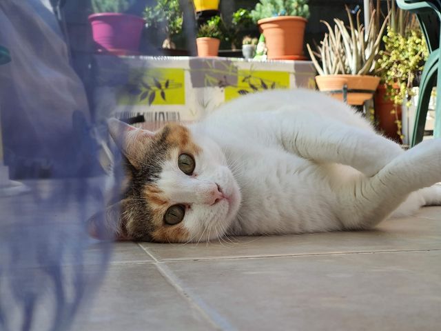 Cuido tu gato a domicilio durante tus vacaciones