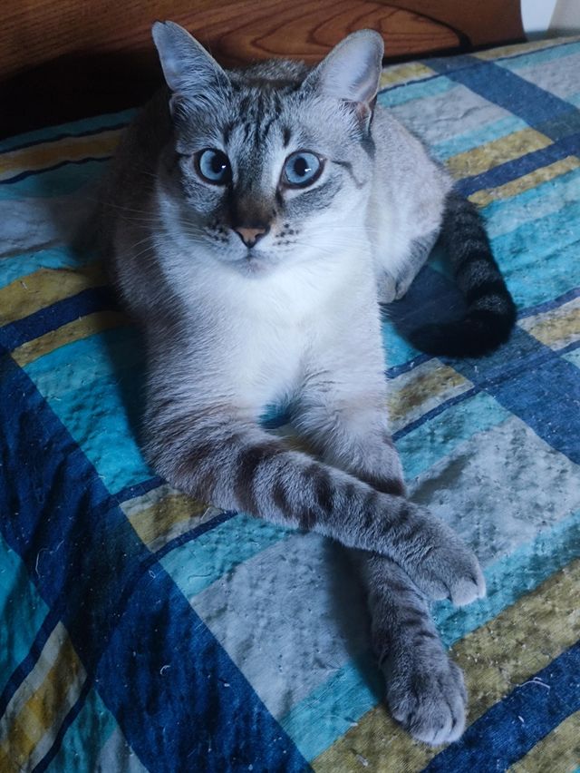 Cuido tu gato a domicilio durante tus vacaciones