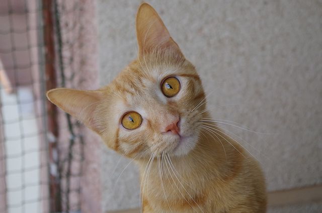 Cuido tu gato a domicilio durante tus vacaciones