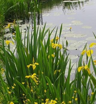 Lirio amarillo de agua