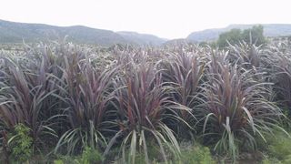 Pasto elefante (pennisetum purpureum)