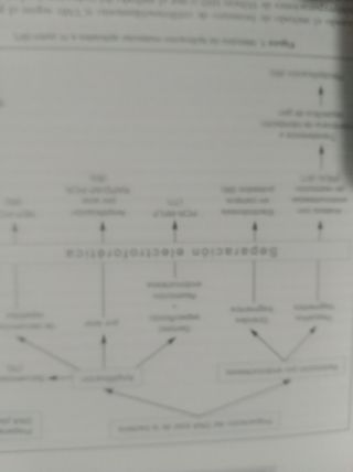 INFECCION POR HELICOBACTER PYLORI