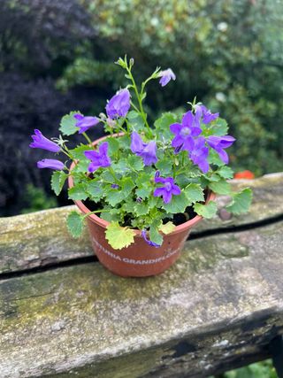 Plantas de Campanula Portenschlagiana