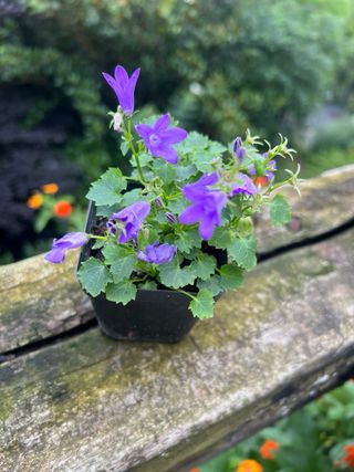 Plantas de Campanula Portenschlagiana