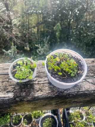 Plantas de Campanula Portenschlagiana