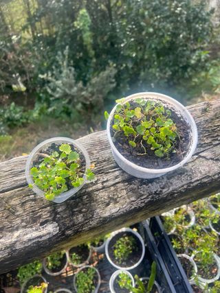 Plantas de Campanula Portenschlagiana