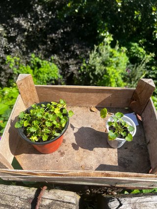 Plantas de Campanula Portenschlagiana