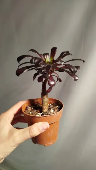 Aeonium Rojo - Planta suculenta