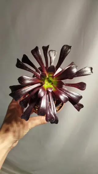 Aeonium Rojo - Planta suculenta