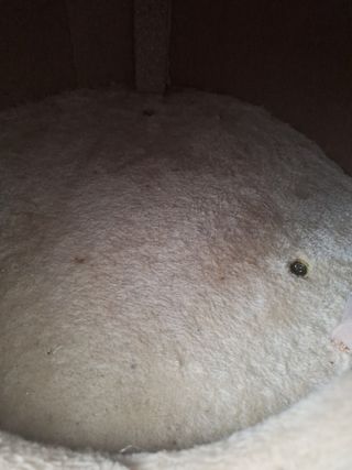 Cama rascador gato beige
