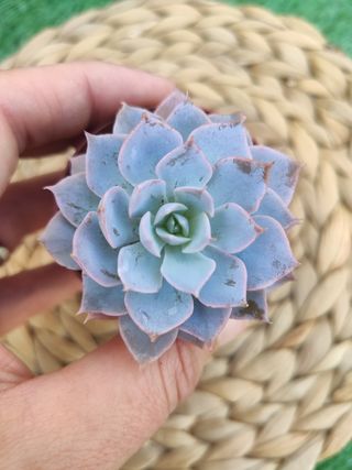 Echeveria Subsesilis - Suculenta