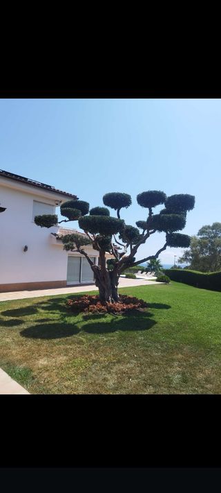Jardinero profesional 