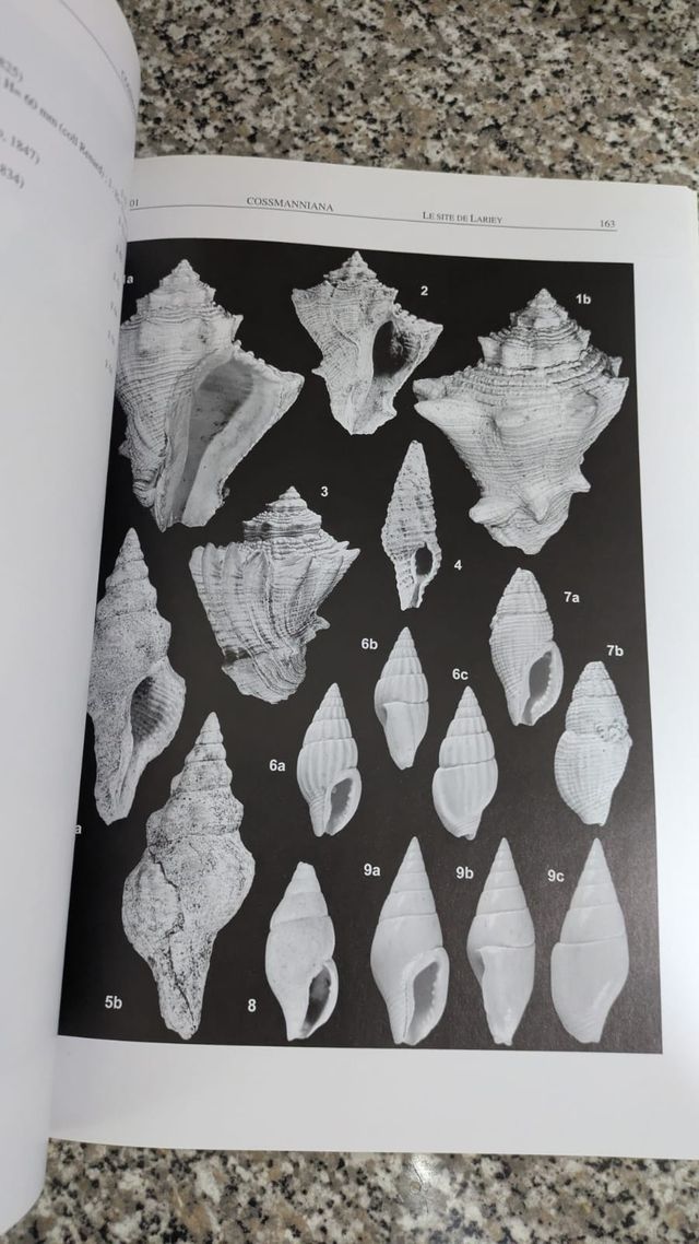 GASTEROPODOS ESTRATOTIPO AQUITANIENSE (MIO. INF.)