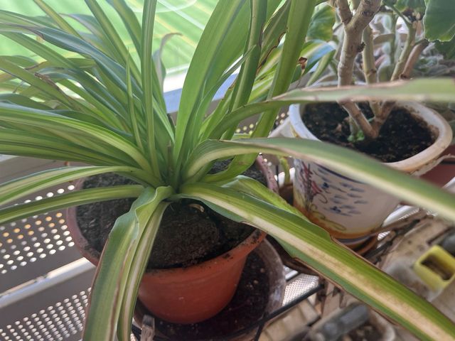 Planta araña decorativa. Es una cinta bicolor