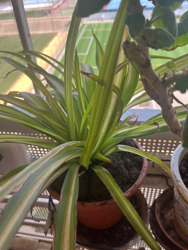 Planta araña decorativa. Es una cinta bicolor