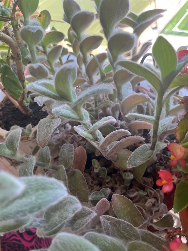 Planta Pelito -Tradescantia sillamontana