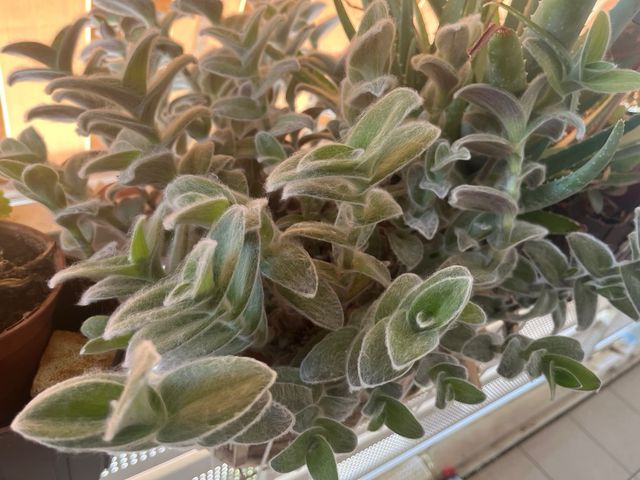 Planta Pelito -Tradescantia sillamontana