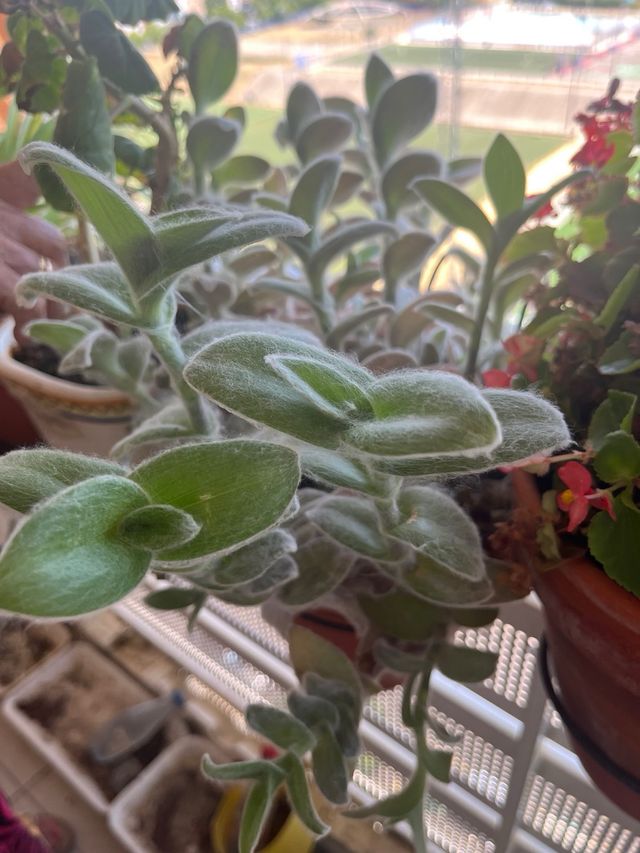 Planta Pelito -Tradescantia sillamontana