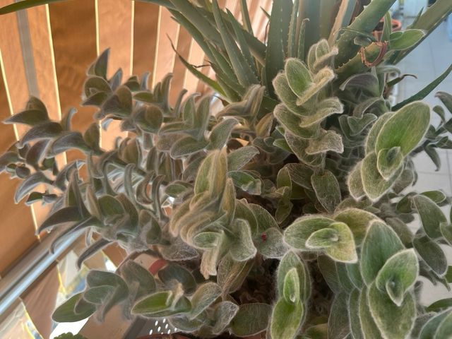 Planta Pelito -Tradescantia sillamontana