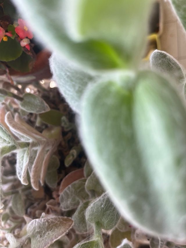 Planta Pelito -Tradescantia sillamontana