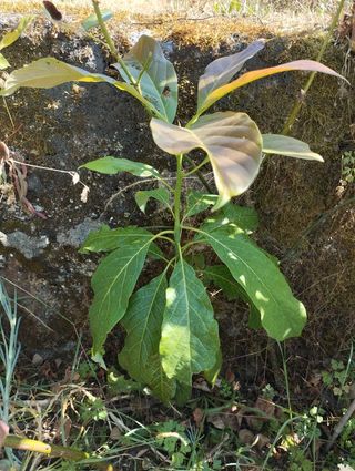 Piantina di avocado - 60 cm