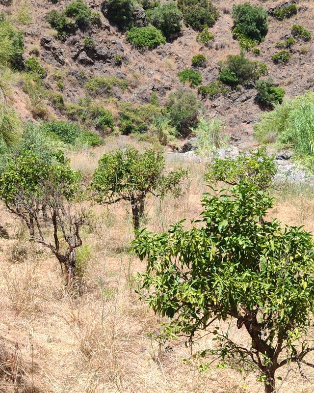 Finca rústica Monda - 42.300 
m² con agua propia
