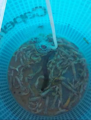 Bomba chupona para extraer cebo de pesca