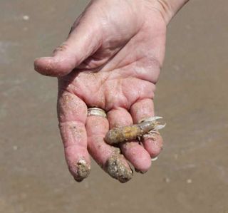 Bomba chupona para extraer cebo de pesca 