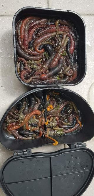 Bomba chupona para extraer cebo de pesca