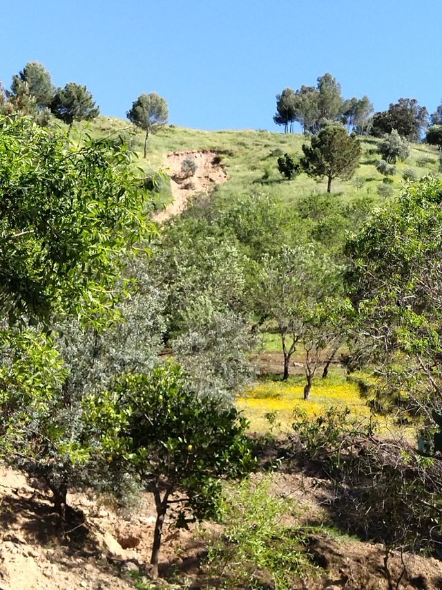 Terreno / Finca rústica Monda - Guaro