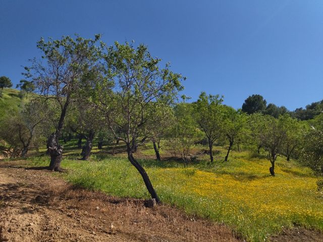Terreno / Finca rústica Monda - Guaro