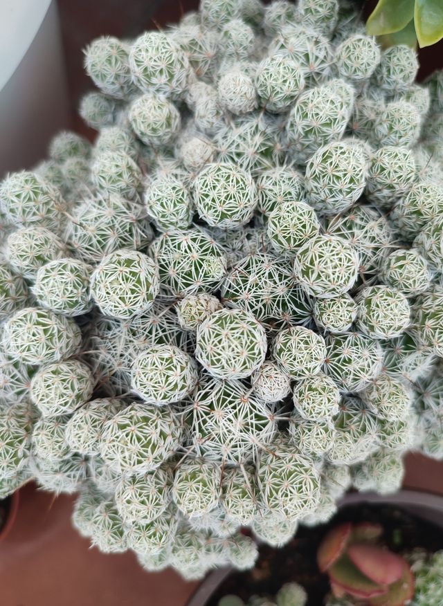 Mammillaria gracilis: Cactus
