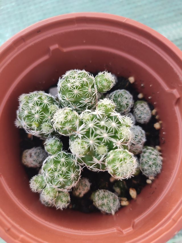 Mammillaria gracilis: Cactus
