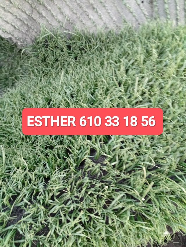 Cesped artificial reciclado