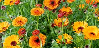 Calendula