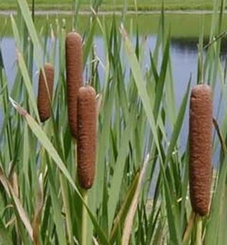 Espadaña (Typha)