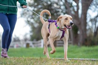  ¡Paseo y cuidado de perros en Pola de Siero!