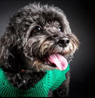Sesión de fotos con tu Mascotas en Madrid
