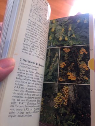 Guia de Flores Alpinas