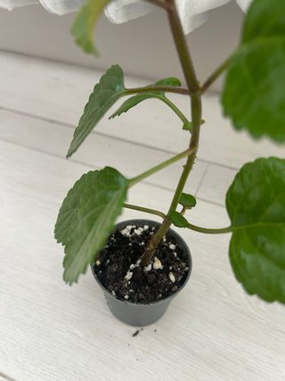 planta Plectranthus verticillatus