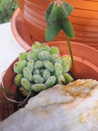 Suculenta Echeveria